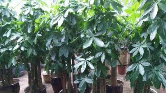 發(fā)財樹(shù)怎么養才能更旺盛