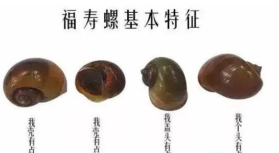 福壽螺和田螺的區別