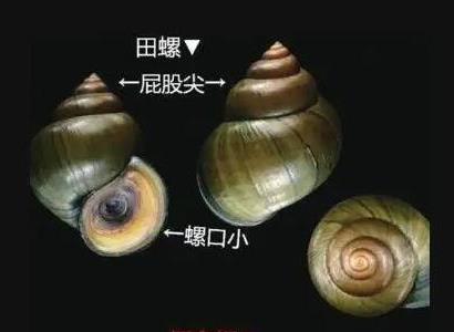 福壽螺和田螺的區別