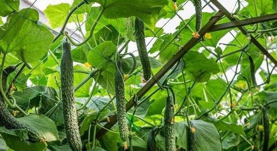 農業(yè)種植什么項目前景好掙錢(qián)多