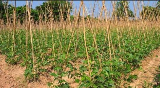 土豆種植成本和利潤多少