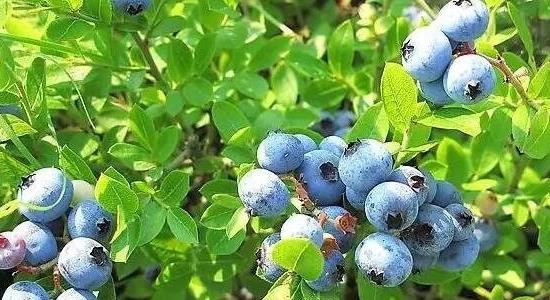 藍莓的種植方法和技術(shù)