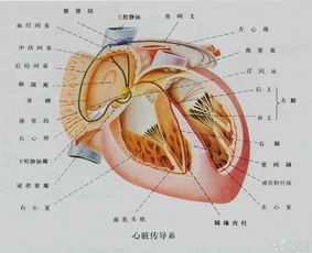 傳導麻醉法的方法及特點(diǎn)有哪些