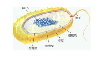 通過(guò)哪些方法可以觀(guān)察到細菌的細胞壁