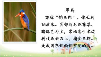搭船的鳥(niǎo)作者觀(guān)察用了哪些方法