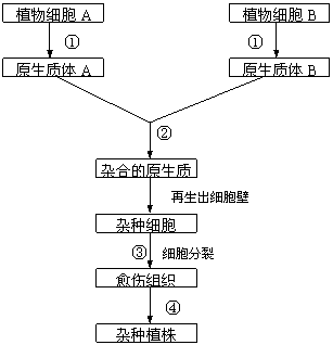 測量細胞大小都有哪些方法
