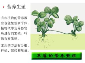 植物的生殖方法有哪些