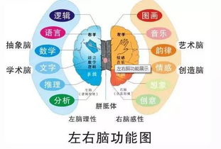全腦開(kāi)發(fā)有哪些方法