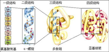 測蛋白質(zhì)含量都有哪些方法有哪些方法