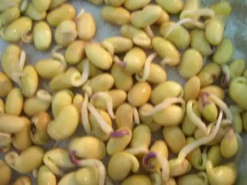 大豆種子干燥方法有哪些