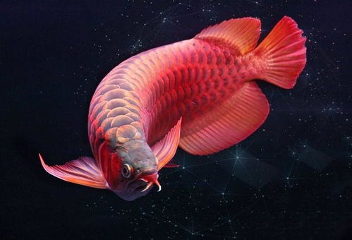 魚(yú)類(lèi)人工催產(chǎn)的方法有哪些