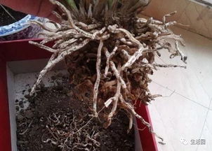 讀了養花你學(xué)會(huì )了哪些養花的方法