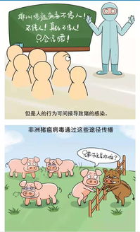 非洲豬瘟有哪些治療方法和預防