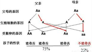 種質(zhì)資源調(diào)查時(shí)常用的性狀鑒定方法有哪些
