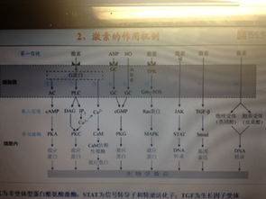激素的調節記憶方法有哪些