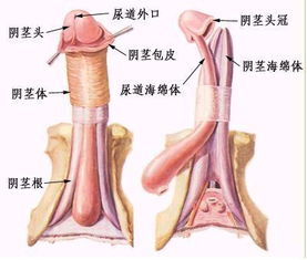 哪些方法能增粗陰莖