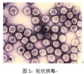 病毒的分離培養有哪些方法