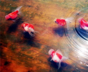 鶴頂紅金魚(yú)常見(jiàn)病有哪些治療方法