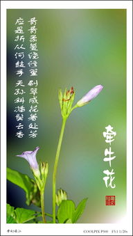 牽牛花的頑強詩(shī)句古詩(shī)