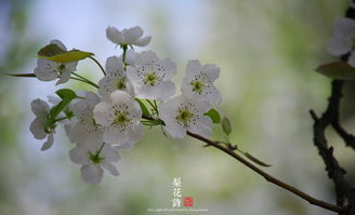 古詩(shī),梨花,詩(shī)句