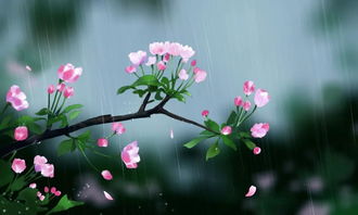 關(guān)于谷雨的詩(shī)句和