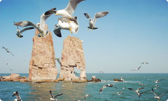 關(guān)于長(cháng)島萬(wàn)鳥(niǎo)島詩(shī)句