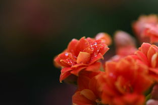 長(cháng)壽花的古詩(shī)句