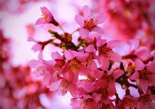 關(guān)于走桃花運的詩(shī)句