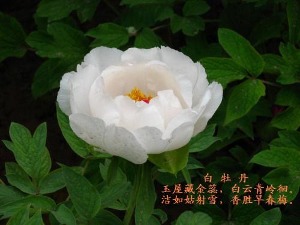 關于白牡丹的詩句古詩