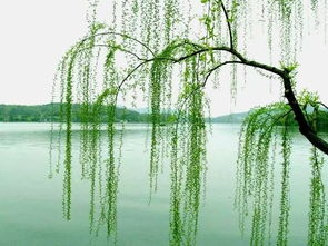 關(guān)于春天柳樹(shù)的詩(shī)句古詩(shī)