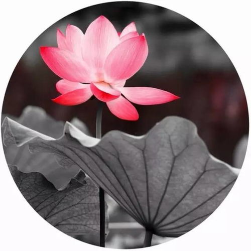 關(guān)于月亮的詩(shī)句含典故