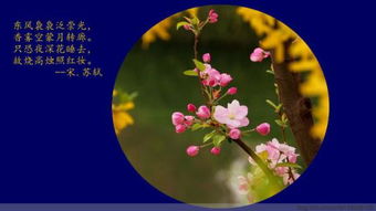 描寫(xiě)海棠的詩(shī)句古詩(shī)大全,描寫(xiě)海棠的詩(shī)句古詩(shī)詞,關(guān)于描寫(xiě)海棠的詩(shī)句