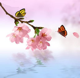 古詩(shī),詩(shī)句,桃花