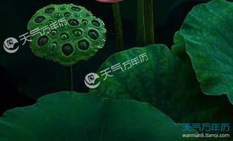 小暑諺語(yǔ)描寫(xiě)小暑的古詩(shī),描寫(xiě)小暑節氣的古詩(shī),描寫(xiě)二十四節氣小暑的古詩(shī)