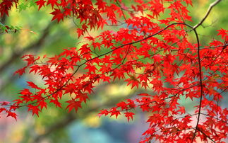 關(guān)于紅葉的愛(ài)情詩(shī)句