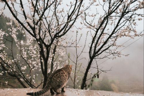 春雨寒冷的詩(shī)句古詩(shī)