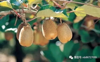 美篇關(guān)于水果的詩(shī)句