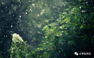 關(guān)于雨天的古詩(shī)句,描寫(xiě)雨天的古詩(shī)句,雨天淡淡的憂(yōu)傷的古詩(shī)