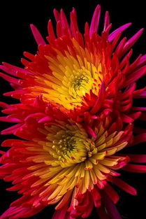 古時(shí)關(guān)于菊花的詩(shī)句