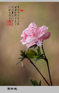 關(guān)于杜鵑花詩(shī)句古詩(shī)詞