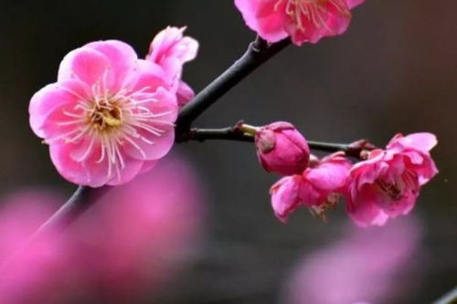 關(guān)于春節的感慨詩(shī)句