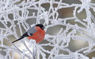 雪花飛舞漫天雪的詩(shī)句,關(guān)于雪花飛舞的優(yōu)美詩(shī)句,形容雪花飛舞的詩(shī)句