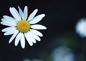關(guān)于花的優(yōu)美著(zhù)名詩(shī)句