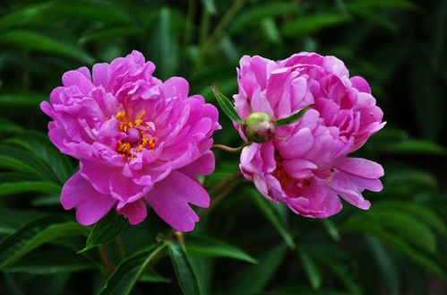 芍藥,詩(shī)句