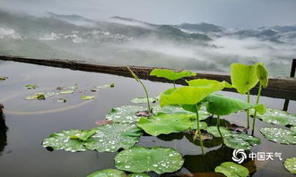 雨后美景的古詩句子