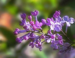 中國有什么詩(shī)句是關(guān)于丁香花