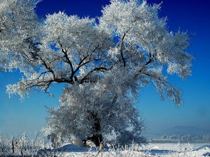 關(guān)于雪的詩(shī)句古詩(shī)整詩(shī)