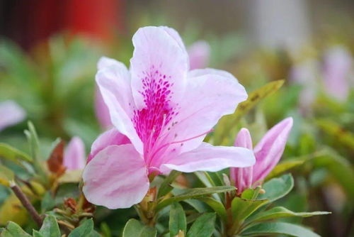 春風(fēng)萬(wàn)物復蘇的古詩(shī)句
