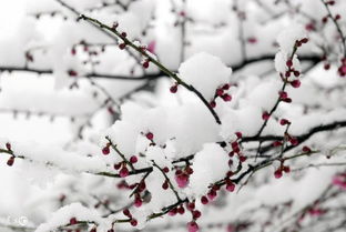 古詩(shī),詩(shī)句,雪梅
