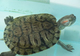 關(guān)于長(zhǎng)壽龜?shù)脑?shī)句